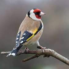EUROPEAN FINCH