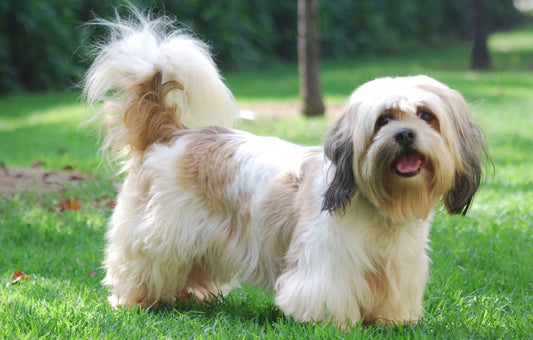 Lhasa Apso