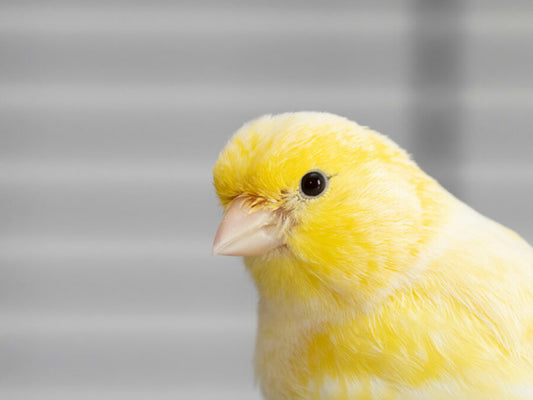 FEMALE CANARY
