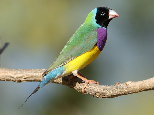 FEMALE GREEN GOULDIAN FINCH