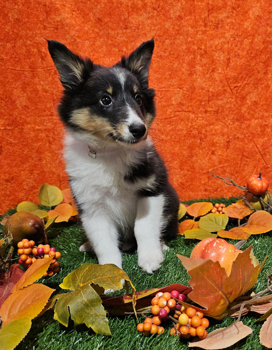 SHELTIE