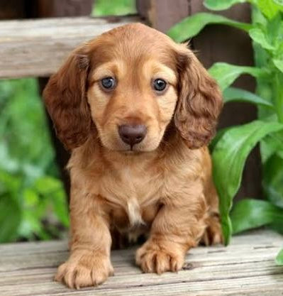 Mini Dachshund