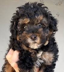 Mini Golden Doodle