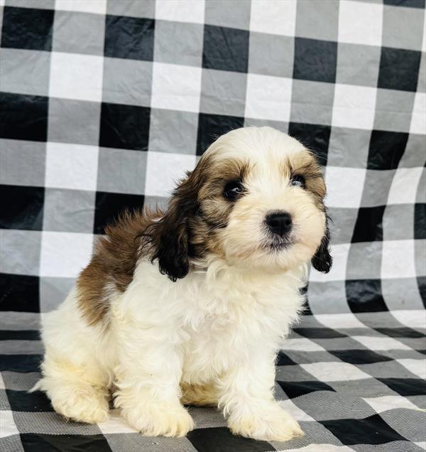 Havanese