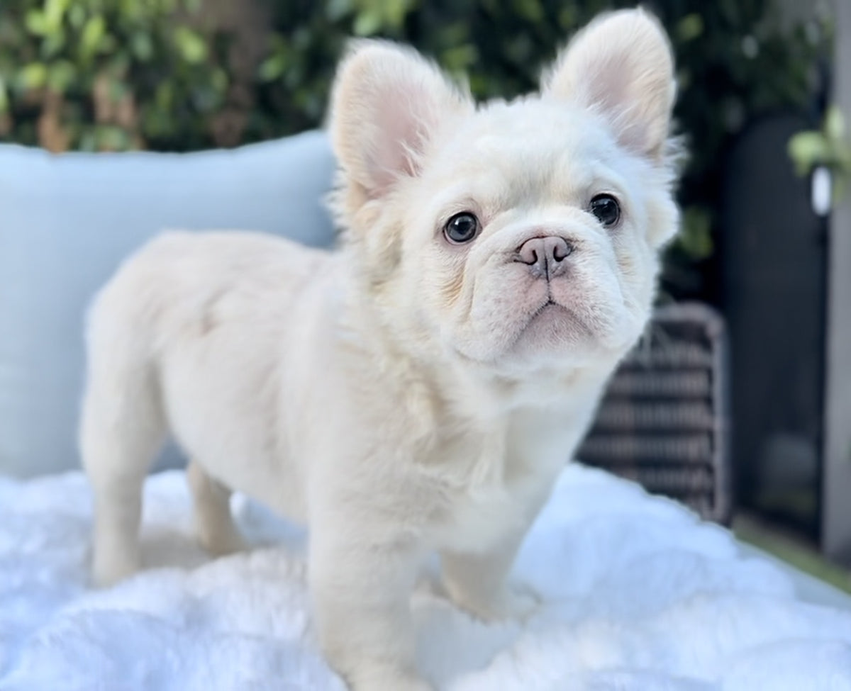 Frenchie Regular Fluffy Frenchie – PET KINGDOM