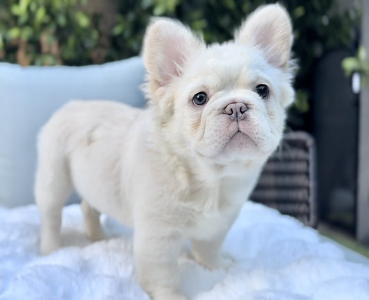 Fluffy Frenchie