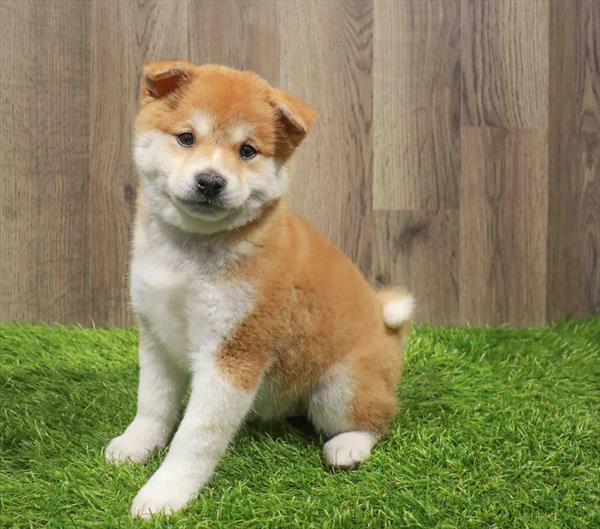 SHIBA INU