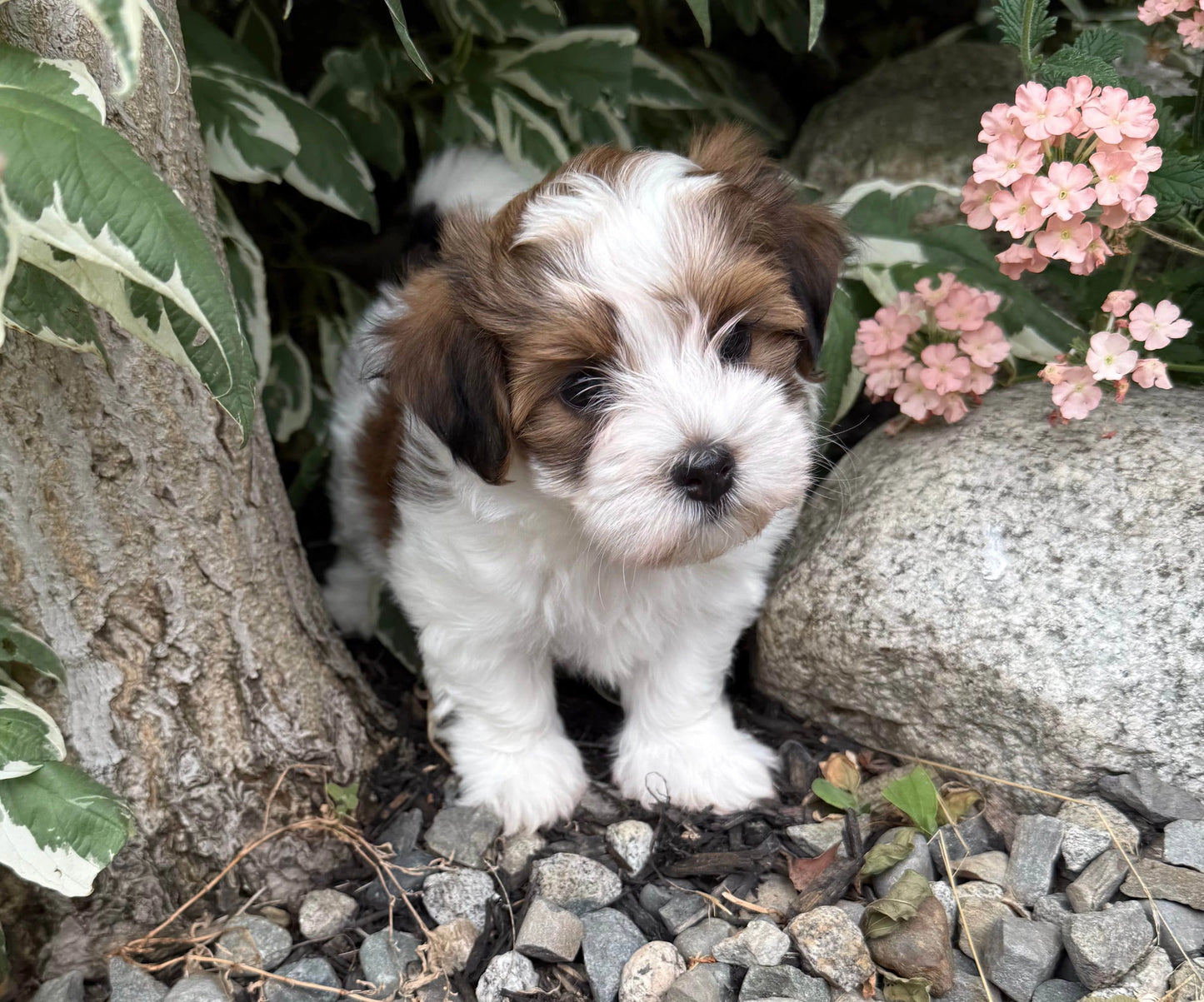 Havanese