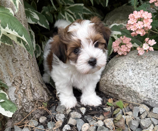 Havanese