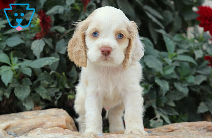 Cocker Spaniel