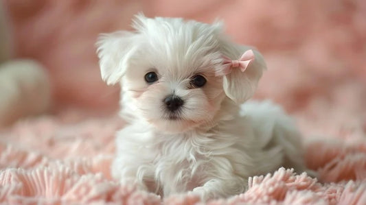 Maltese