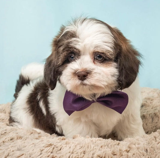 SHIHPOO