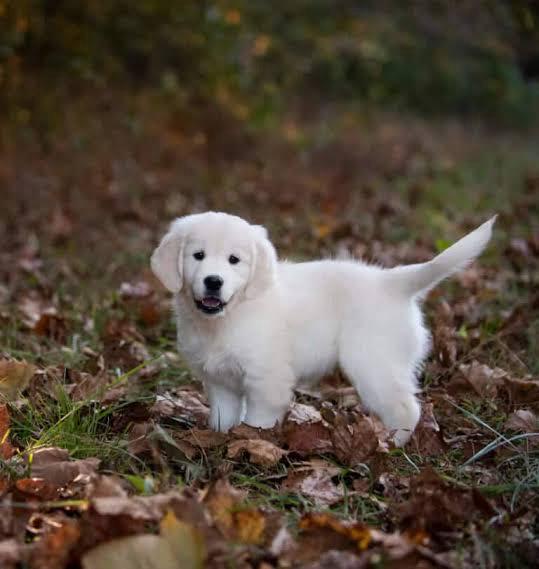 Golden Retriever