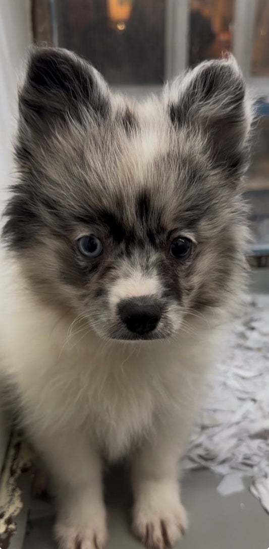 POMSKY
