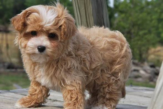 Maltipoo