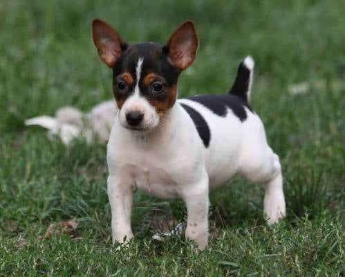 RAT TERRIER