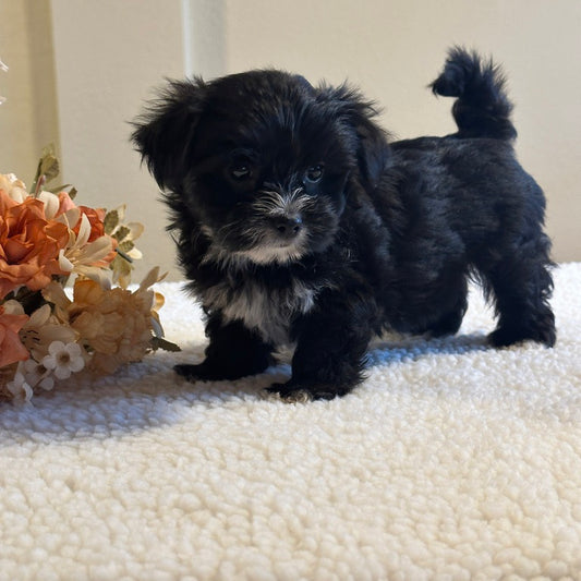 Morkie