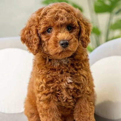 Mini Poodle
