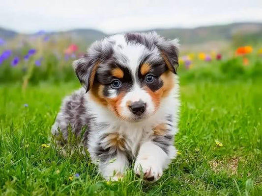 Mini Australian Shepherd