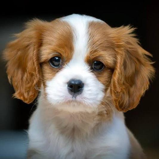 Cavalier King Charles