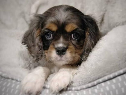Cavalier King Charles