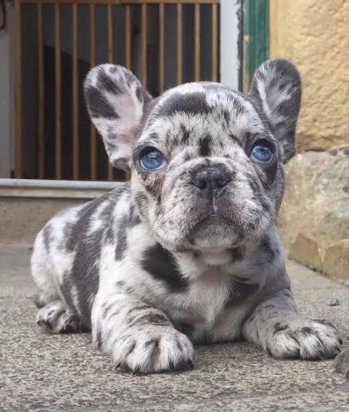 French Bulldog