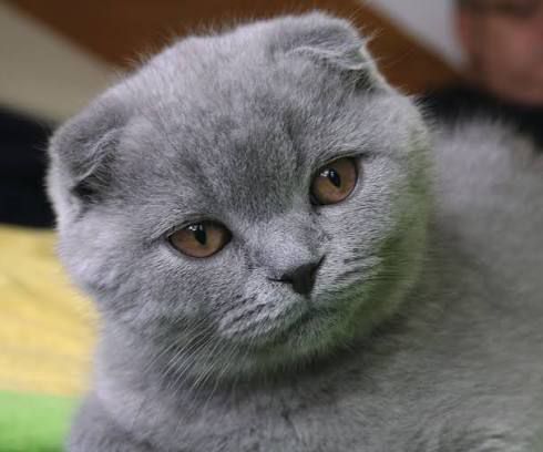 Scottish Fold