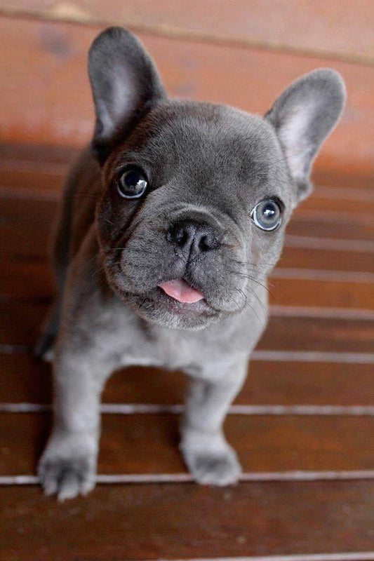 FRENCH BULLDOG