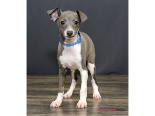 Italian Greyhound