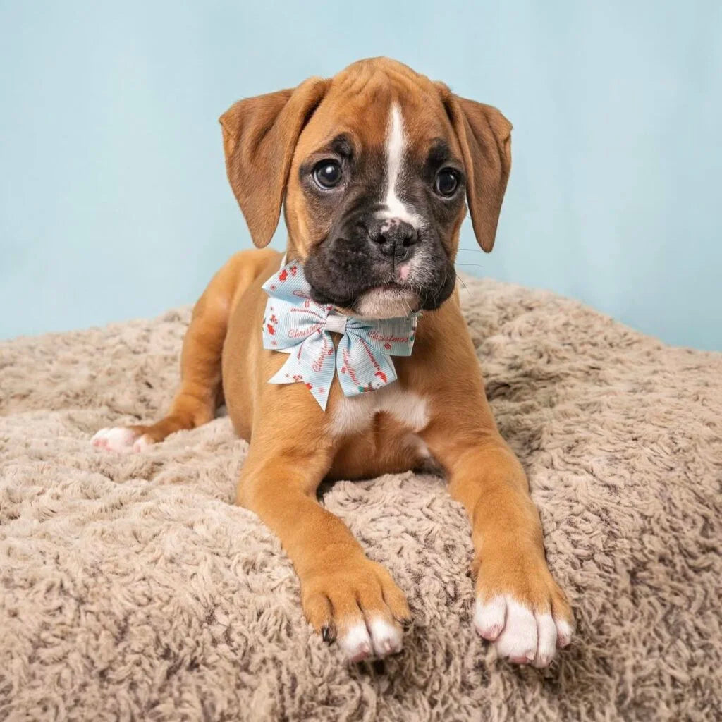 Boxer – PET KINGDOM