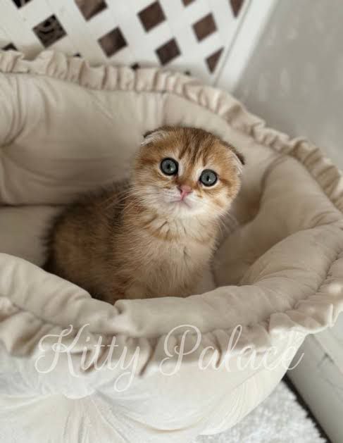 Golden Tabby Scottish Fold