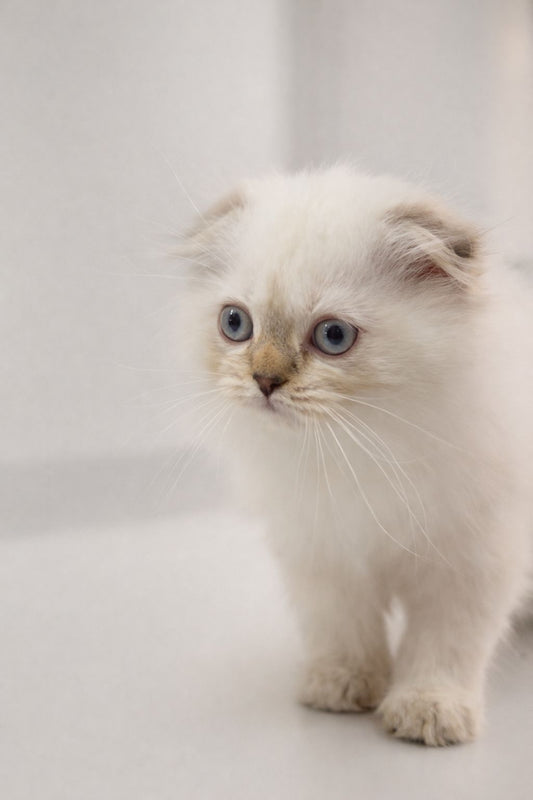 White Scottish Fold