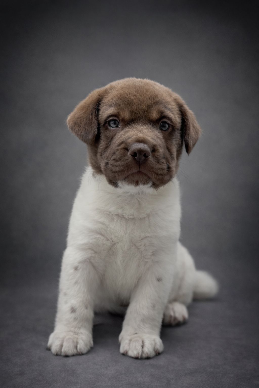 Mini Walrus