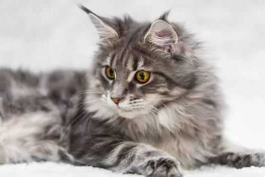 Maine Coon