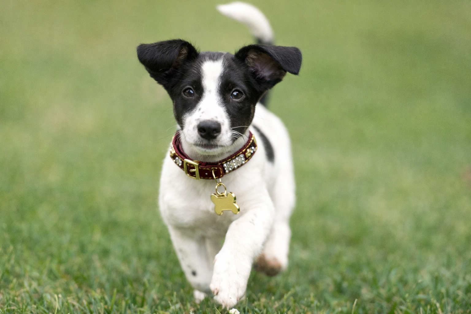 Jack Russell – PET KINGDOM