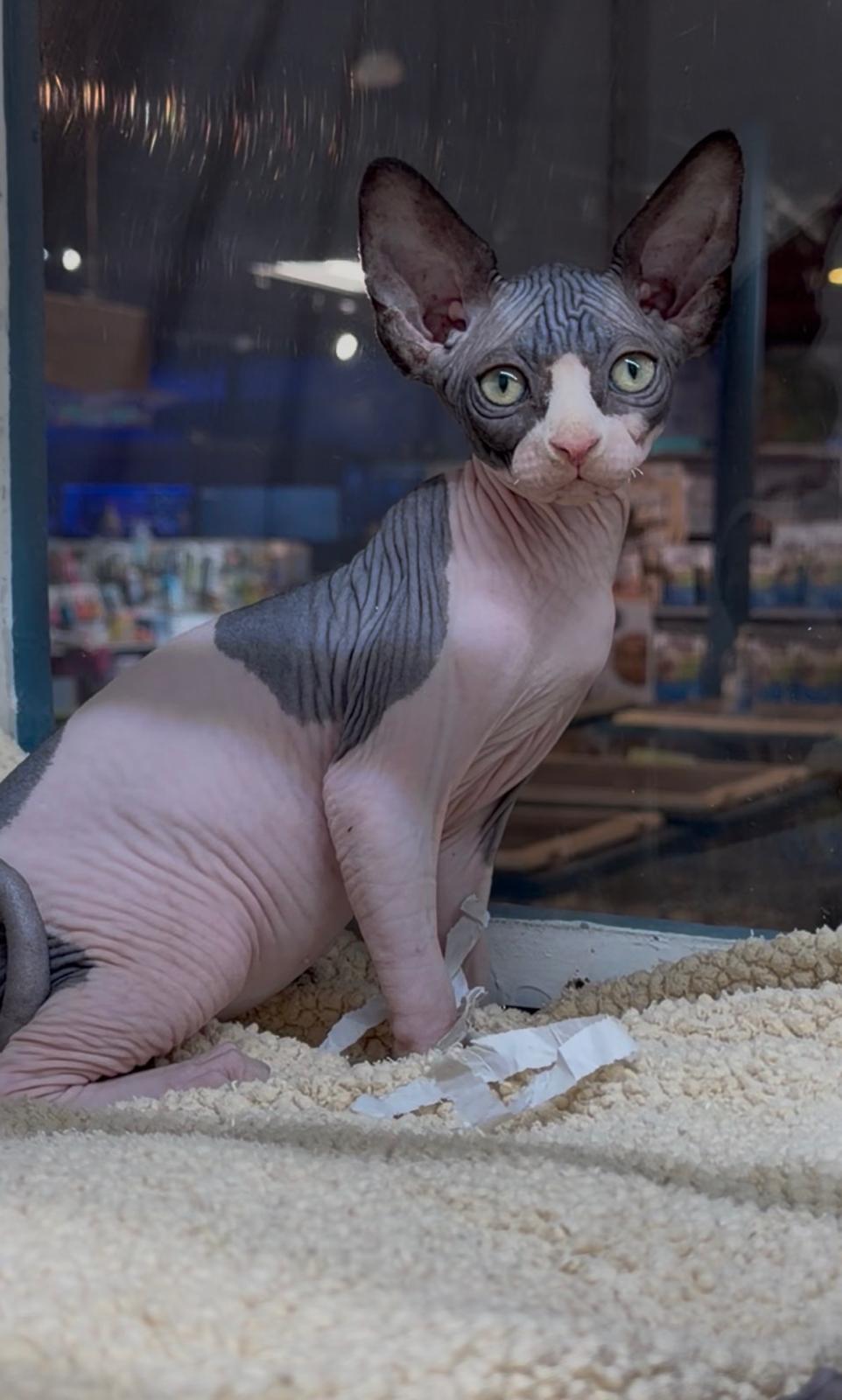 ELF SPHYNX
