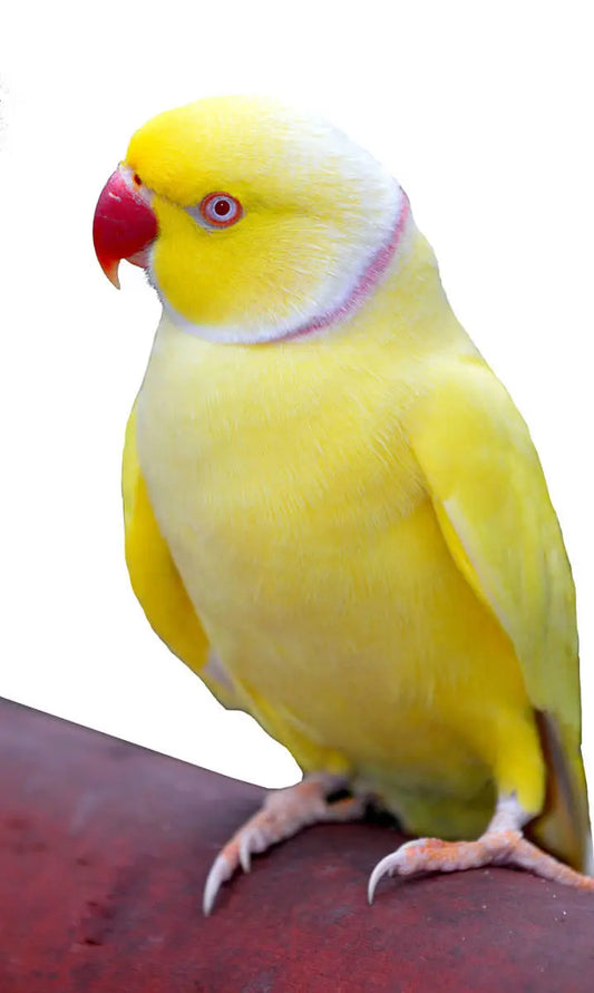 Yellow Indian Ringneck
