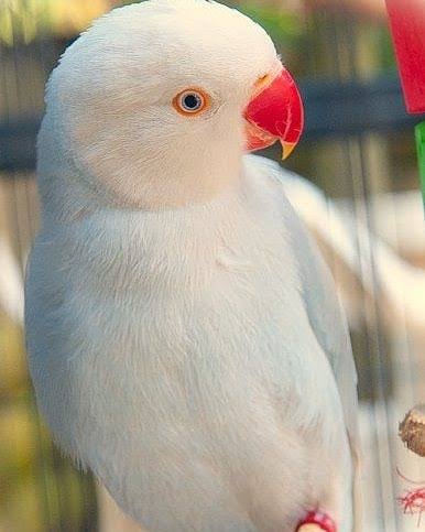 White Indian Ringneck