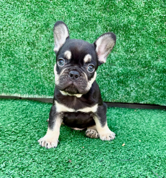 FRENCH BULLDOG