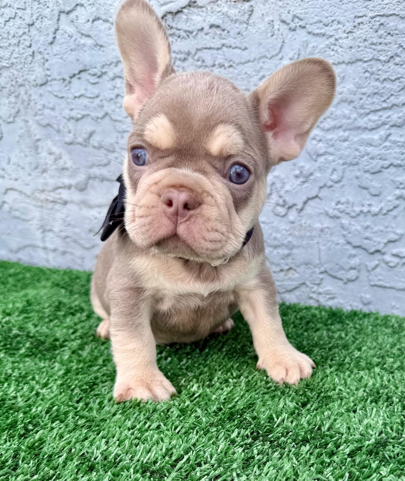 FRENCH BULLDOG