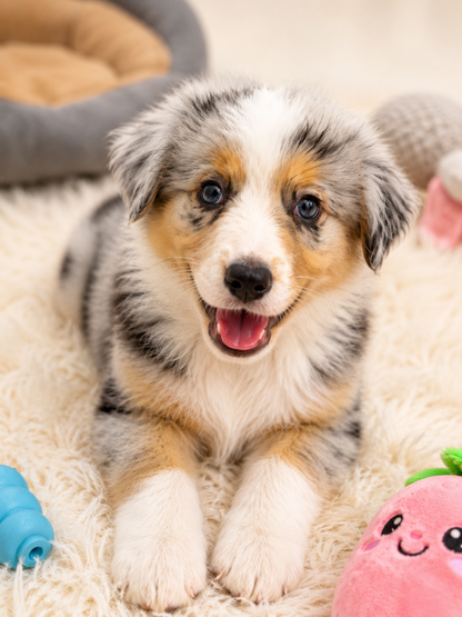 Mini Australian Shepherd