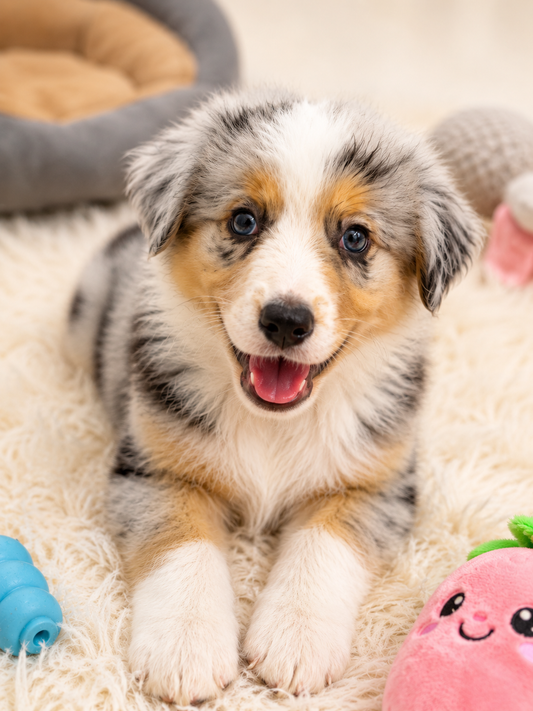 Mini Australian Shepherd