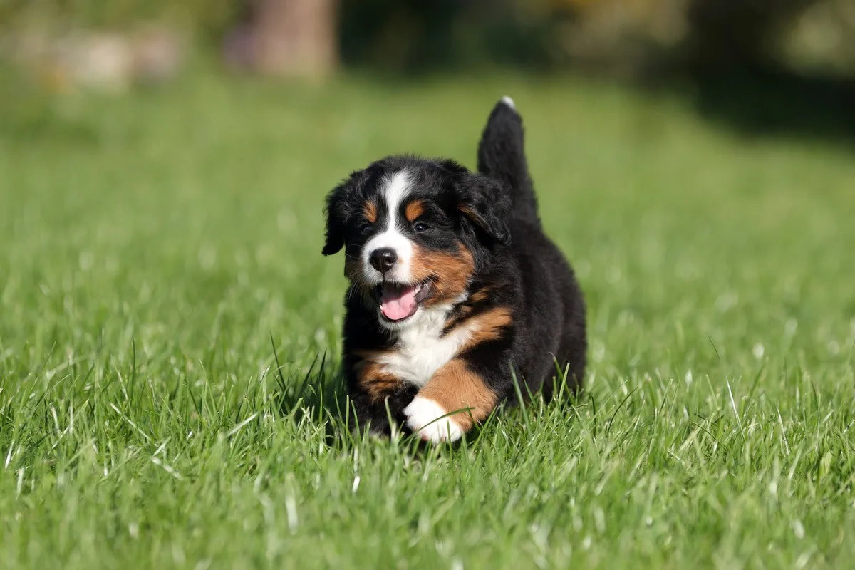 BERNESE MOUNTAIN DOG