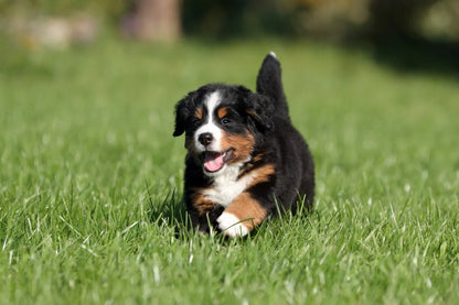 BERNESE MOUNTAIN DOG
