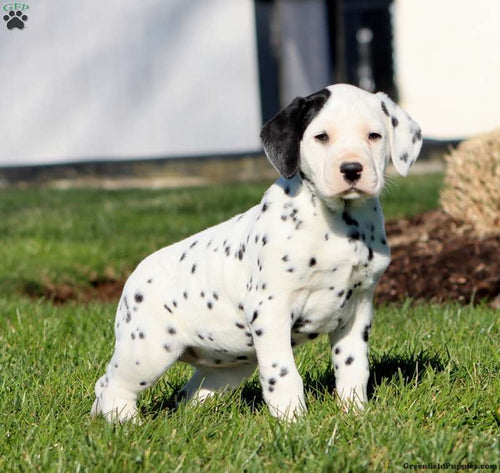 Dalmatian