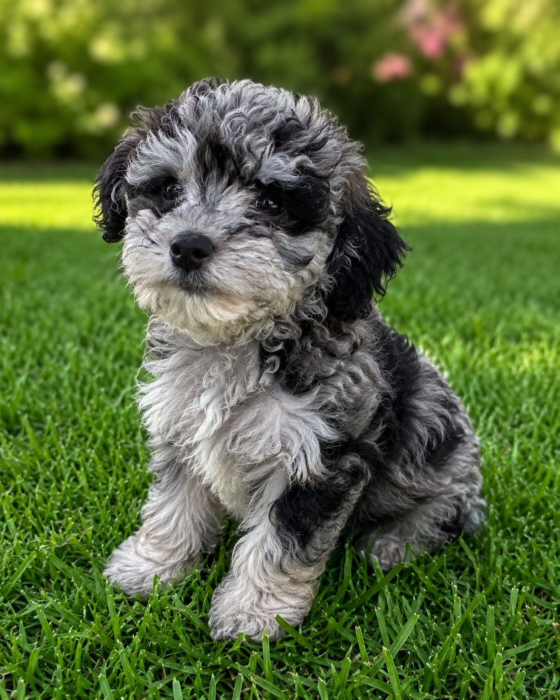 Maltipoo