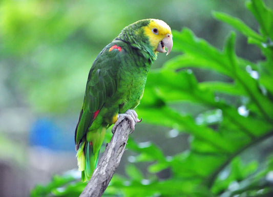 Yellow Headed Amazon