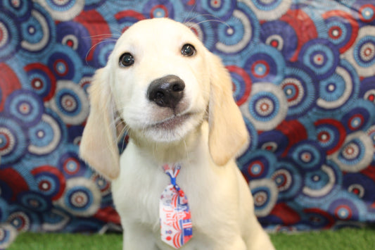 GOLDEN RETRIEVER