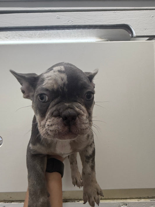 French Bulldog
