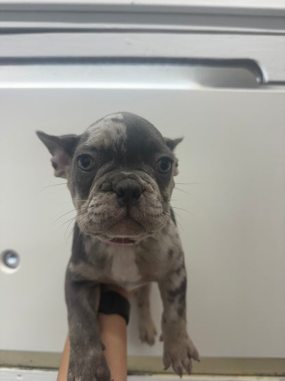 French Bulldog